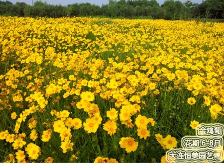 荆门金鸡菊