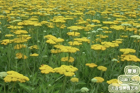 丹东蓍草