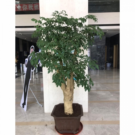 庄河大幸福树